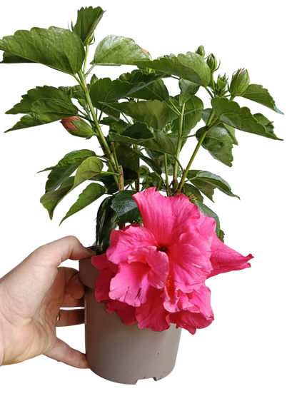 Hibiscus Arbustivo De Flor Surtida Ø14-40 Cm_0