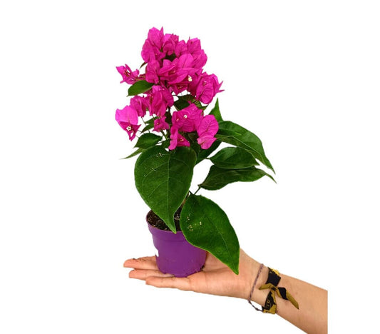 Bouganvillea Vera M9_0