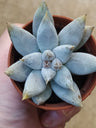 Plantas Suculentas Echeveria Tolimanensis