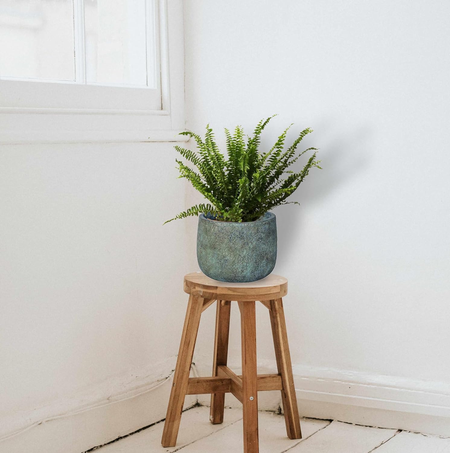 Planta Helecho Natural Viva Altura Aproximada 20 - 25 Cm En Maceta 14 Cm De Diámetro_1