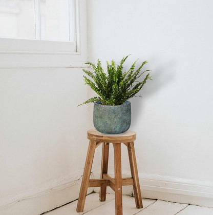 Planta Helecho Natural Viva Altura Aproximada 20 - 25 Cm En Maceta 14 Cm De Diámetro_1