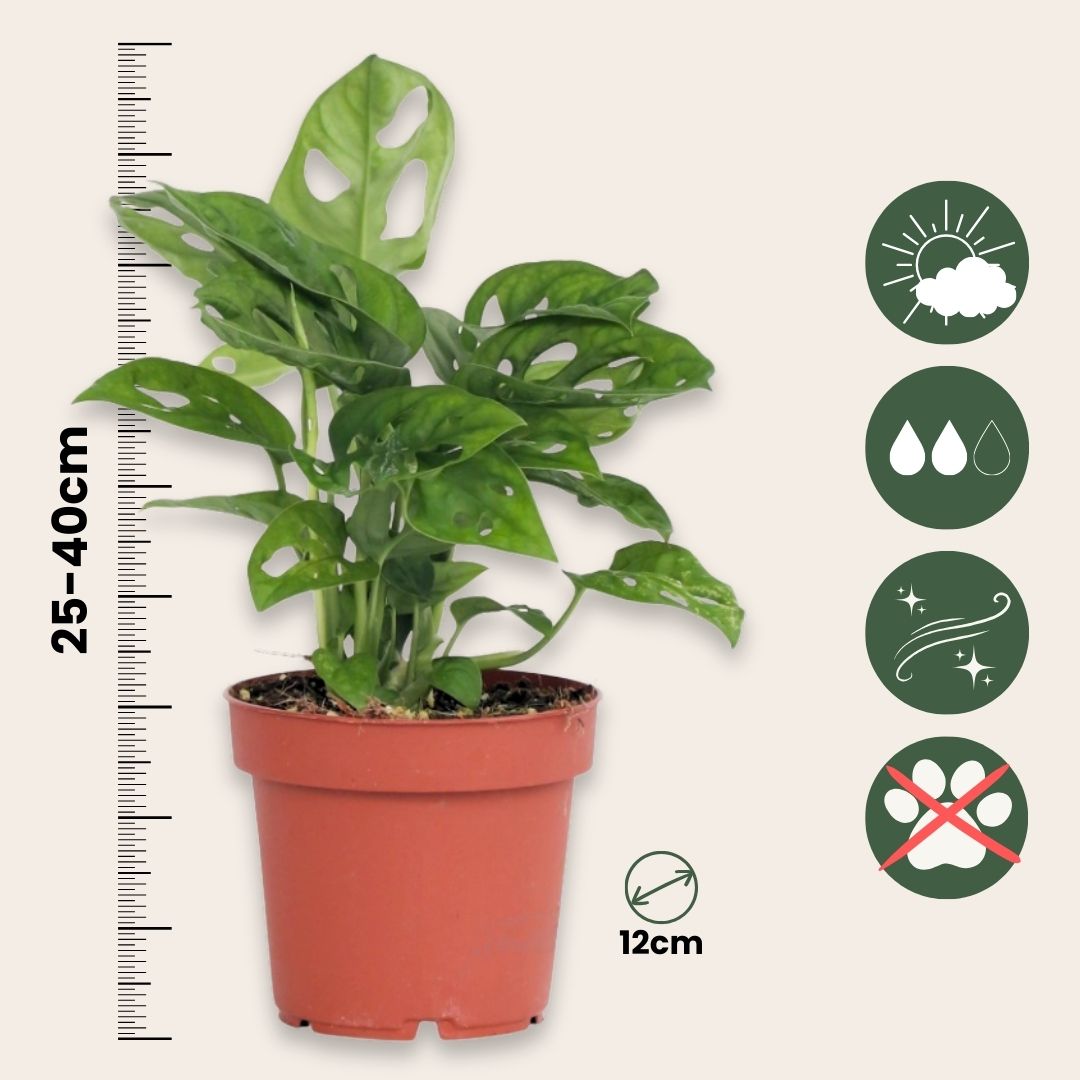 Máscara De Mono - 2 Pzs - Monstera 'monkey Mask' - Altura 25-30cm - ⌀12cm_2