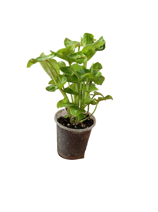 Planta Syngonium De Interior Mini Ø5 Cm_0