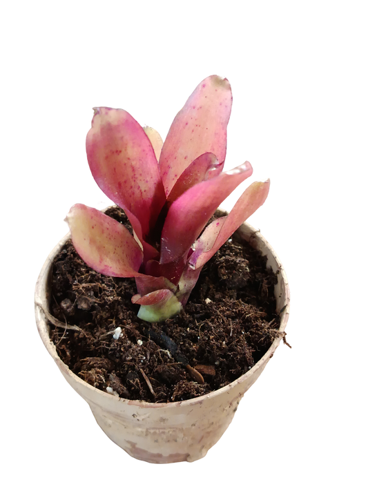Neoregelia Mephisto Planta Bromelia Para Terrarios E Inteior_0