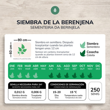 Sementes orgânicas de beringela roxa longa Planeta Huerto