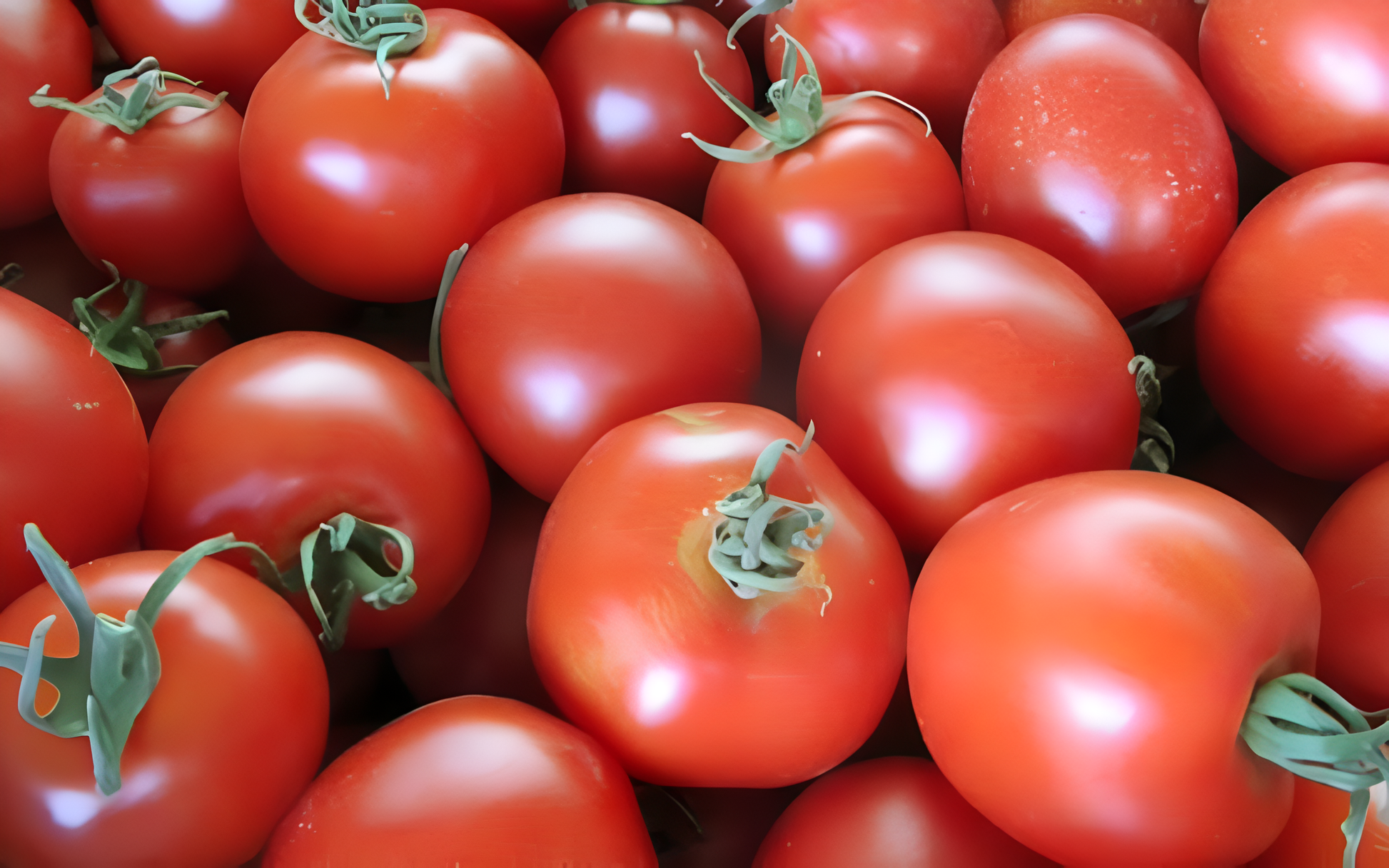 Semillas De Tomate Dorenia Ecológicas
