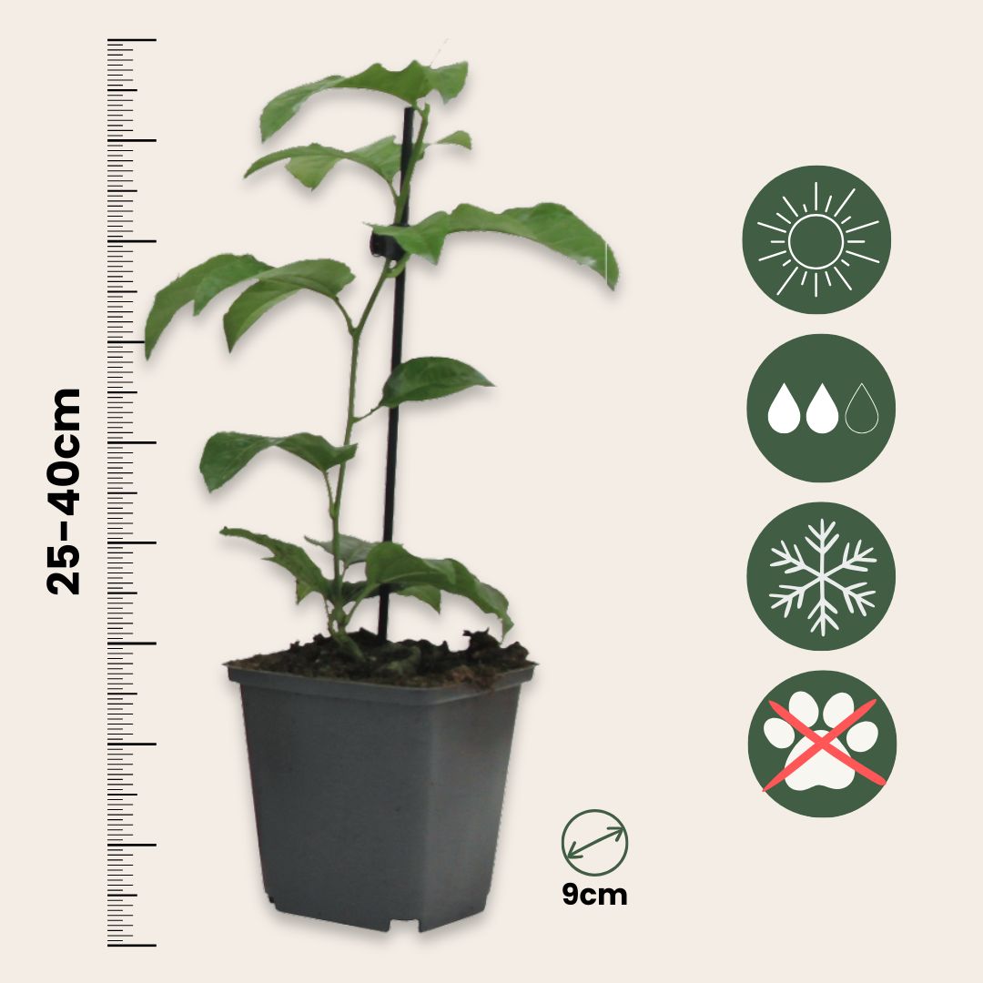 Granadilla - 3 Pzs - Passiflora Hybridum - Altura 25-40cm - ⌀9cm_2