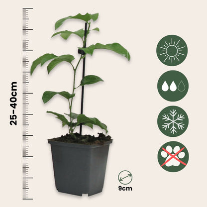 Granadilla - 3 Pzs - Passiflora Hybridum - Altura 25-40cm - ⌀9cm_2