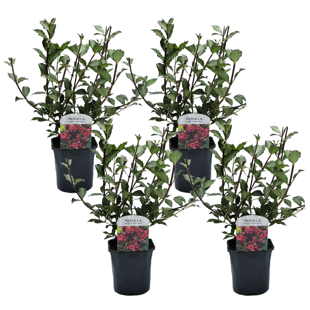 Weigela Púrpura Enana - 4 Pzs - Weigela 'nana Purpurea' - Altura 25-40cm - ⌀17cm_0