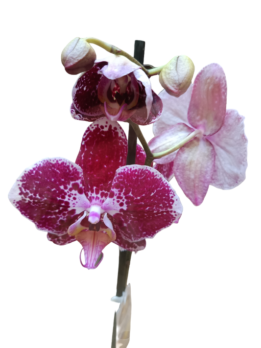 Orquidea Phalaenopsis De Color Surtido Ø12 - 60 Cm - Sin Flor_0