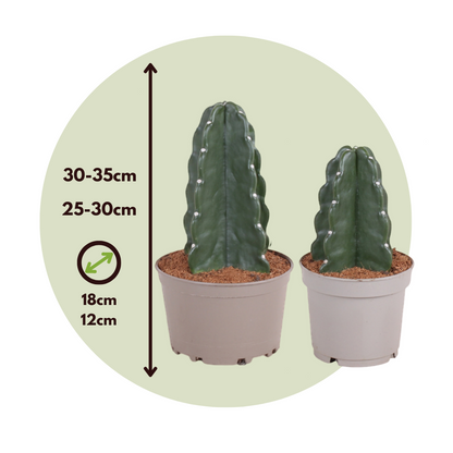 Cactus - 2 Pzs - Cereus Jamacaru - Altura 25-30cm - ⌀18cm_2