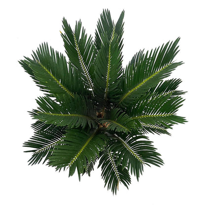 Cyca Revoluta M12 40cm_2