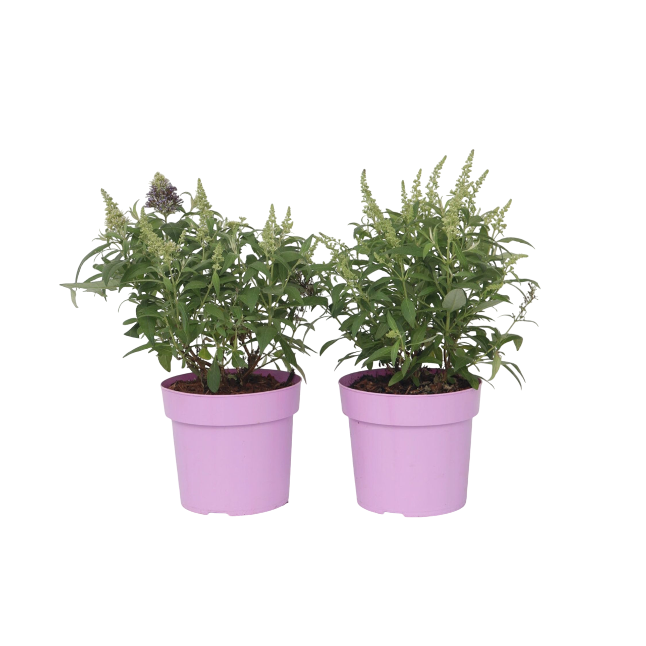 Budleia - 2 Pzs - Buddleja Davidii 'candy' - Altura 30-40cm - ⌀19cm_0