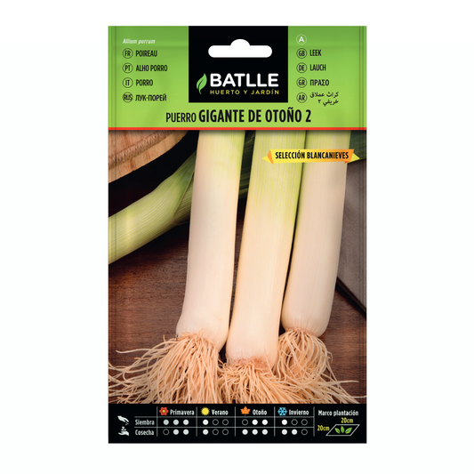 Sementes de alho-francês gigante de outono 2 sementes Snow White Batlle