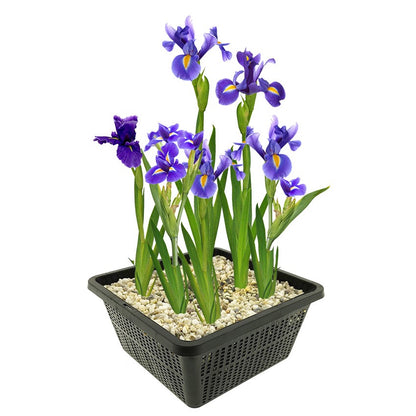 Lirio Azul Planta Ribera Estanque - Floración Azul - Resistente - 9 Uds_0