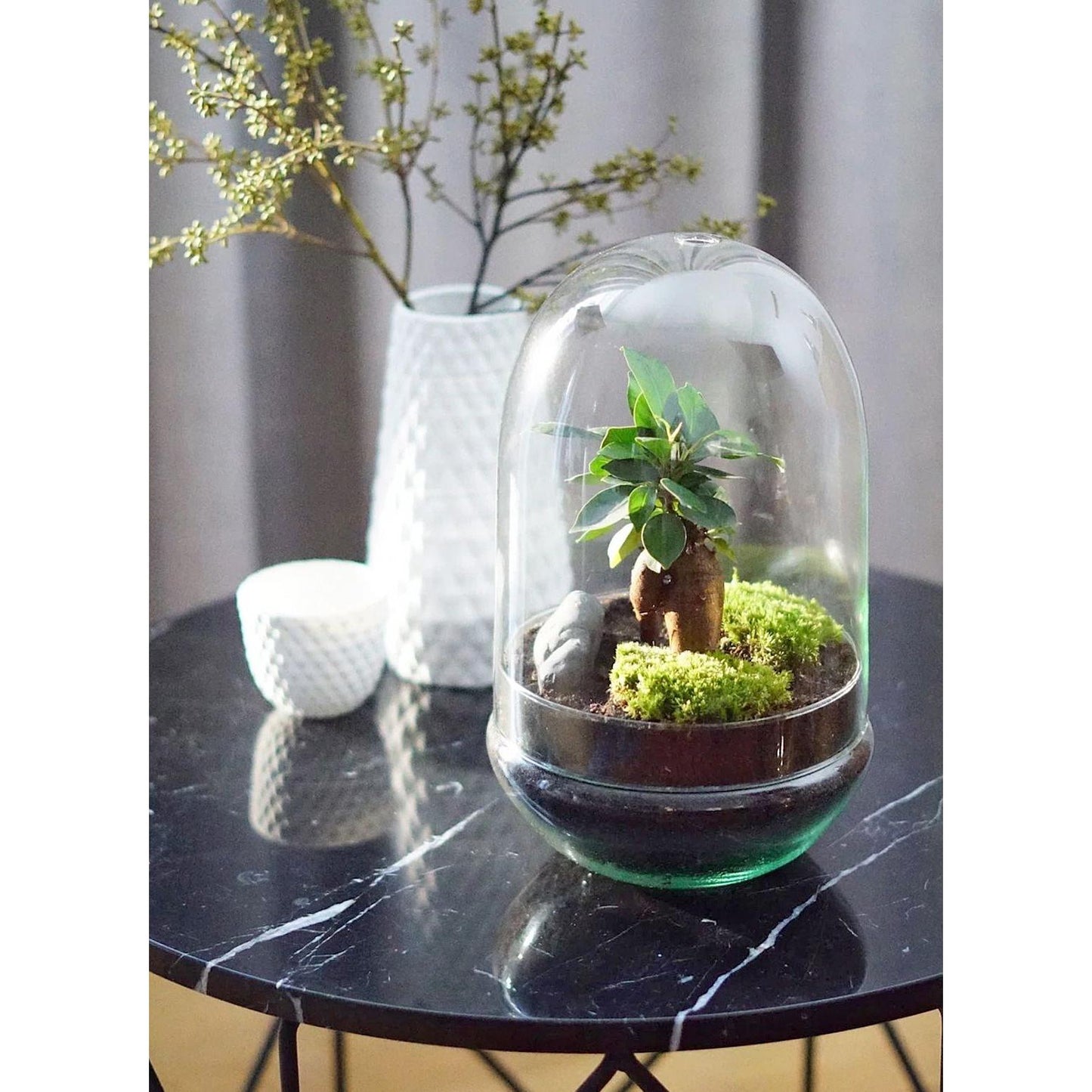 Terrário Madagascar Hole Ficus Retusa Ø19 x 30 cm