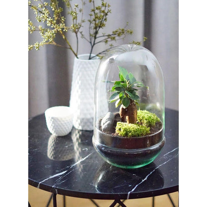 Terrário Madagascar Hole Ficus Retusa Ø19 x 30 cm