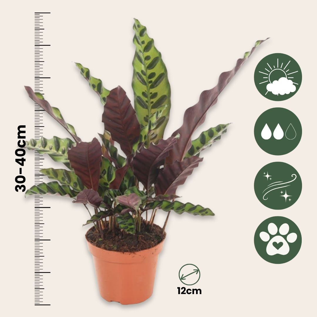Calathea - 2 Pzs - Goeppertia Insignis - Altura 30-40cm - ⌀12cm_2