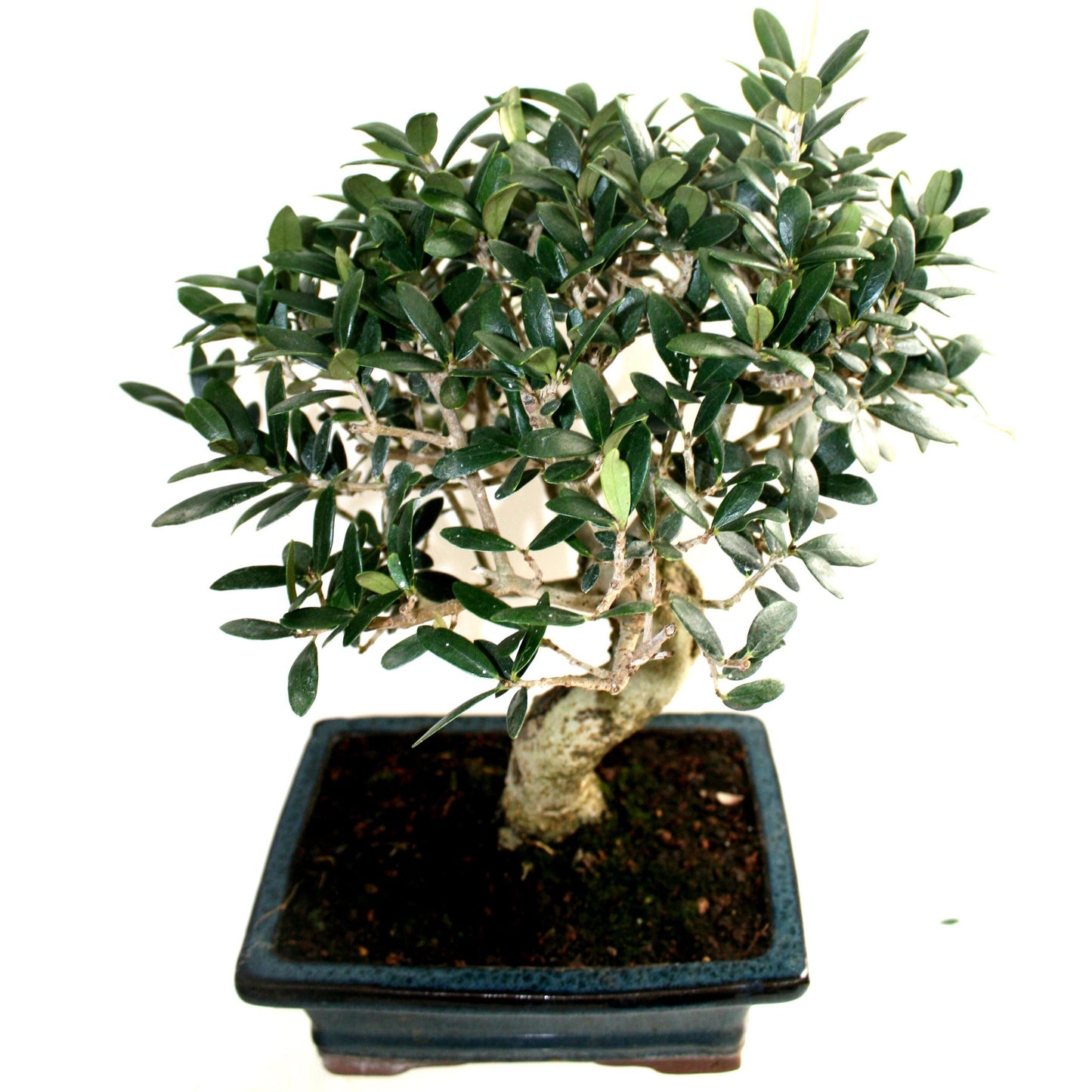 Bonsai Olea europaea 8 anos - OLIVEIRA