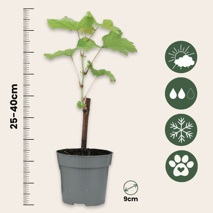 La Vid - 3 Pzs - Vitis Vinifera 'cabernet Franc' - Altura 25-40cm - ⌀9cm_2