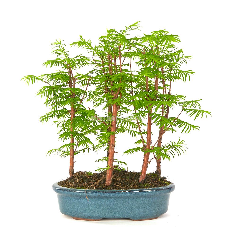 Bonsai Metasequoia sp. 8 anos