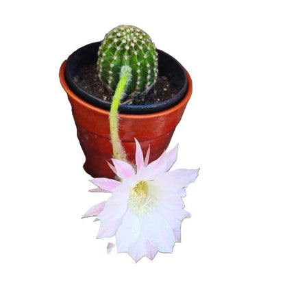 Cactus Echinopsis Oxygena (Cactus Erizo Americano)_0