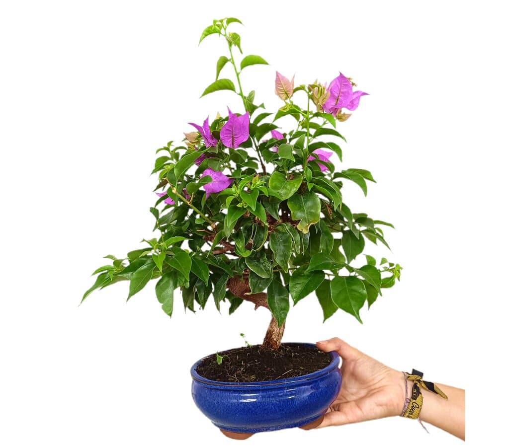 Bonsái Bouganvillea 14 Años_0
