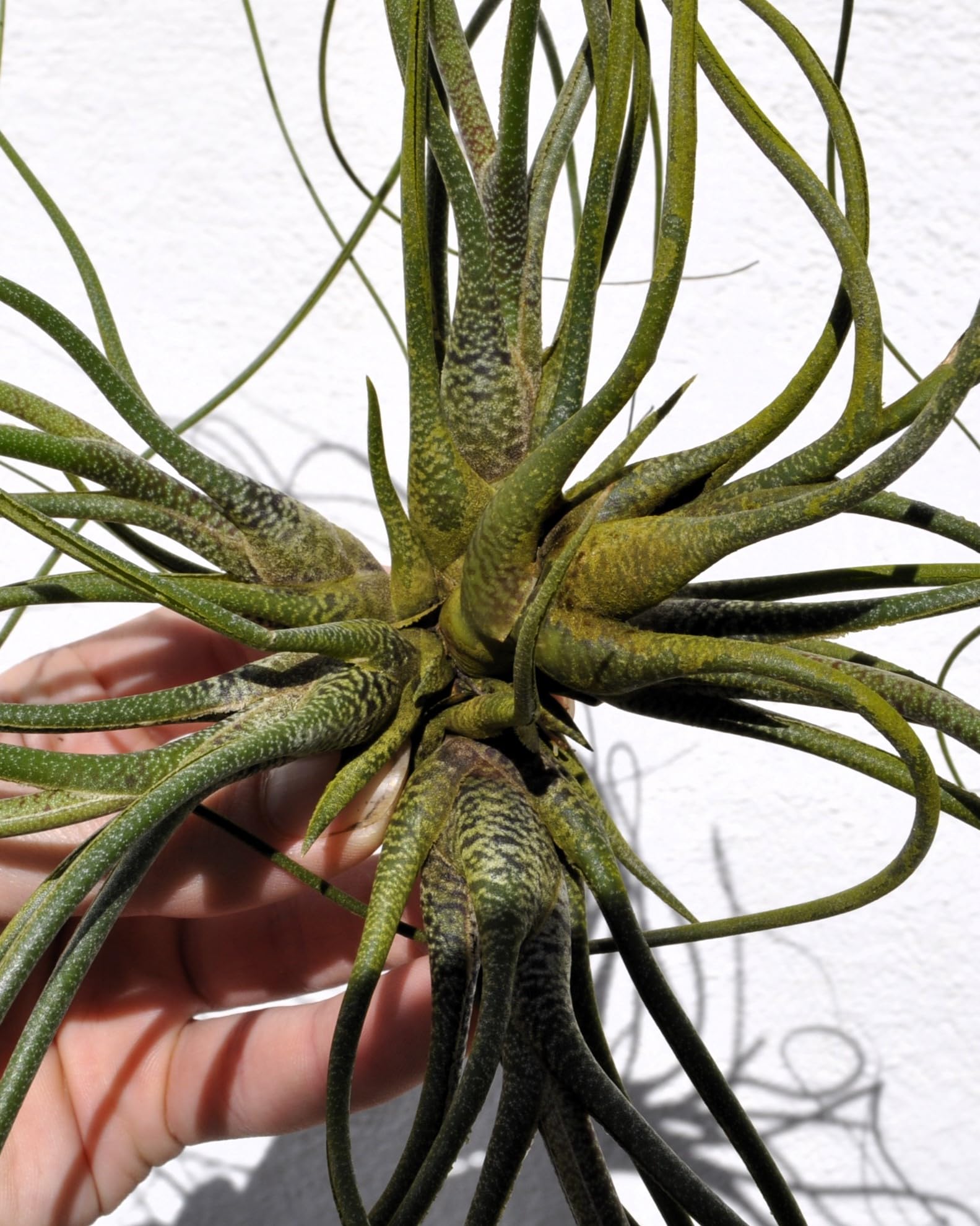 Tillandsia butzii clump; planta del aire, mata de plantas; Curiosarium; altura 10-15 cm, diámetro 30-50 cm_3