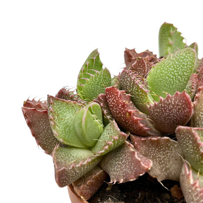 Faucaria Tigrina Cactus Y Suculentas M8,5 Ø_2