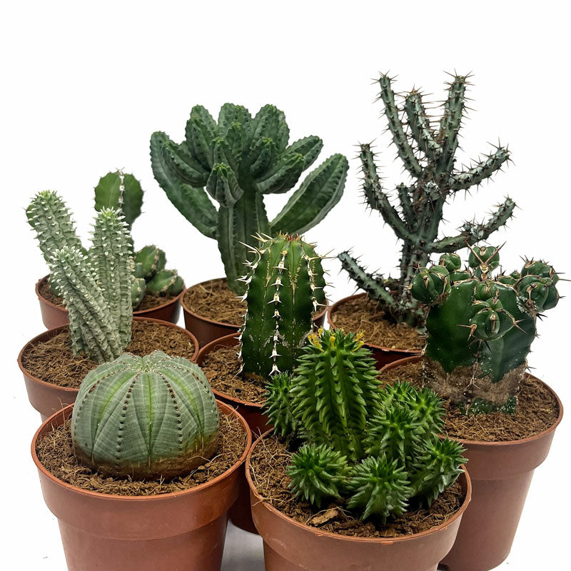 Colección 8 Euphorbias M8,5 cm Ø Cactus Y Suculentas_1