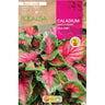 Caladium Sweetheart tira folha verde escuro e rosa