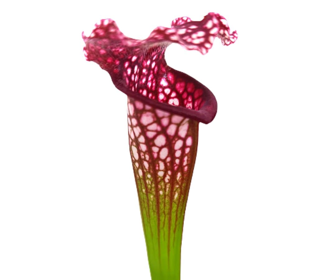 Sarracenia Leucophylla M9_1