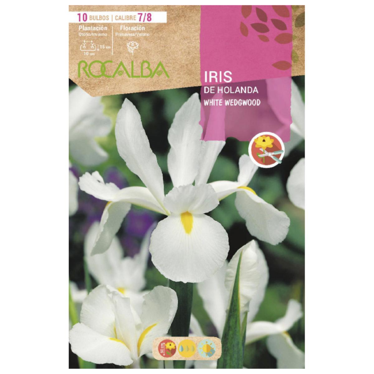 Bulbo de íris holandesa Wedgwood branco 10 peças Rocalba
