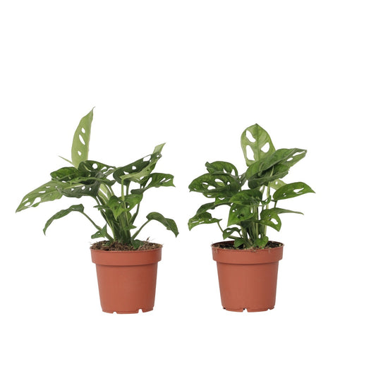 Máscara De Mono - 2 Pzs - Monstera Adansonii 'monkey Mask' - A25-30cm - ⌀12cm_0