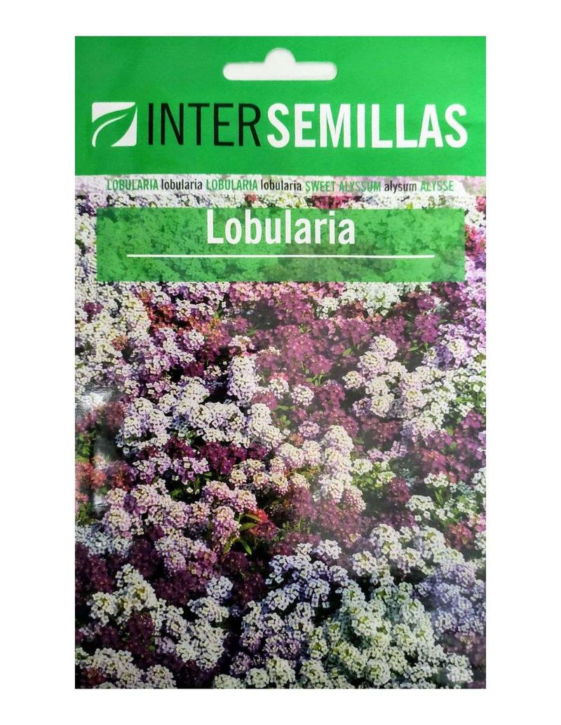 Sobre De Semillas Flores Lobularia_0