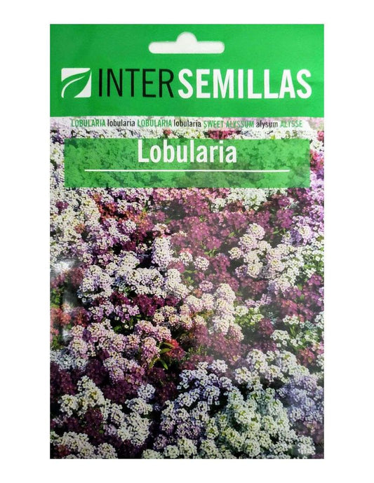 Sobre De Semillas Flores Lobularia_0