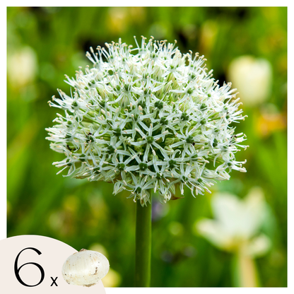 Allium Monte Everest - 6 Pzs - Allium 'mount Everest' - Bulbos De Flores_0