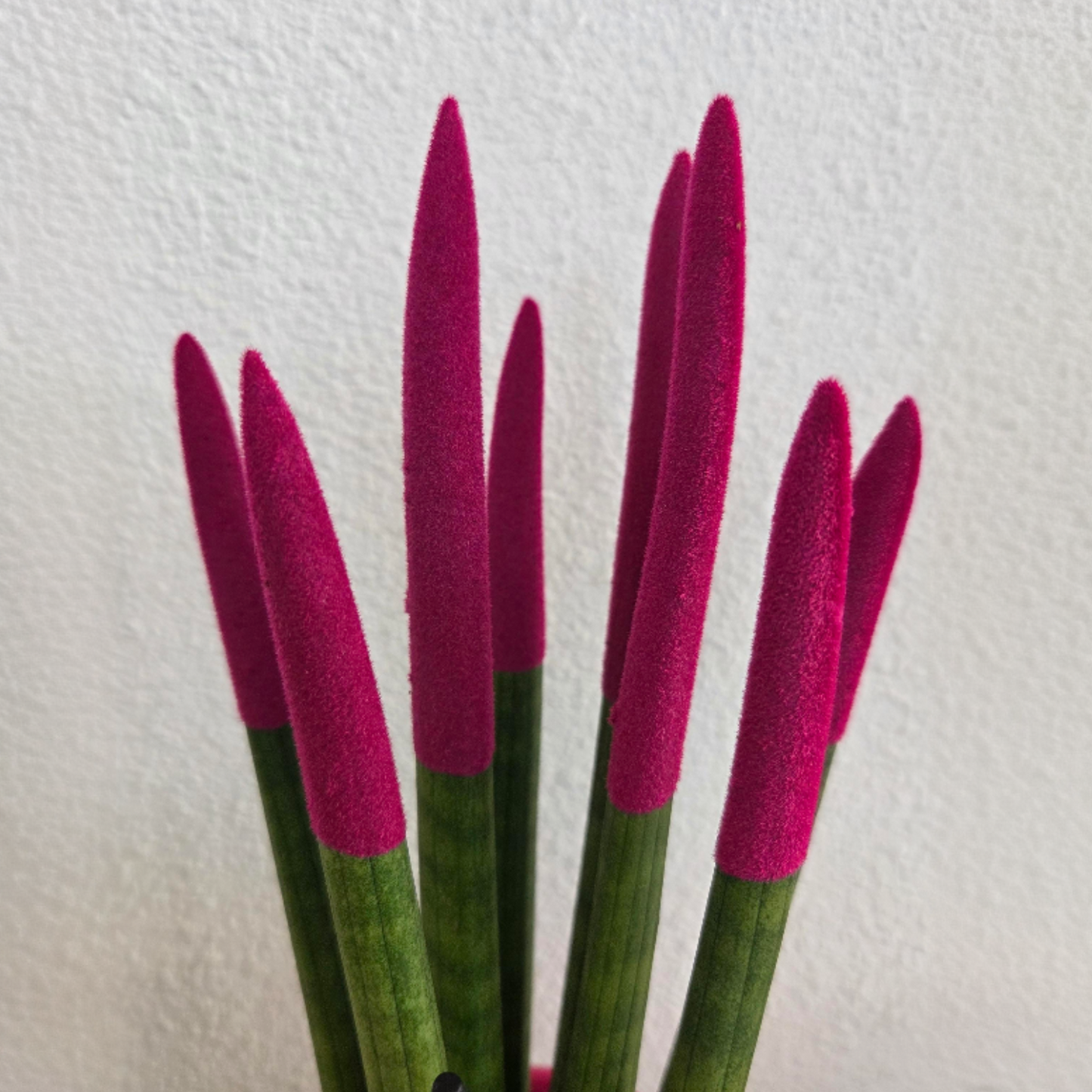 Lengua De Suegra Cilíndrica - Sansevieria Cylindrica - Altura 20-40cm - ⌀9cm_3