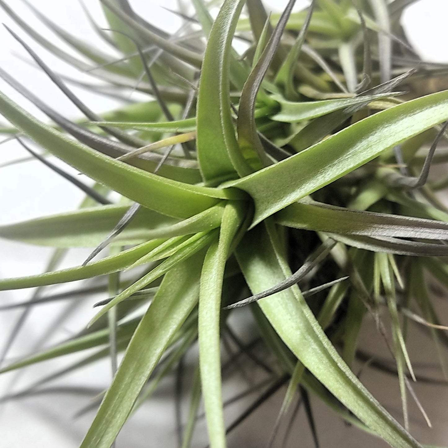 Tillandsia Aeranthos 'mini' clump (mata); Mata De Plantas Del Aire; Curiosarium; Altura 12 Cm, Diámetro 13 Cm_2