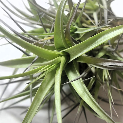 Tillandsia Aeranthos 'mini' clump (mata); Mata De Plantas Del Aire; Curiosarium; Altura 12 Cm, Diámetro 13 Cm_2