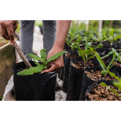 Arbochar - Enmienda con biochar para árboles- LivingChar 40L_3