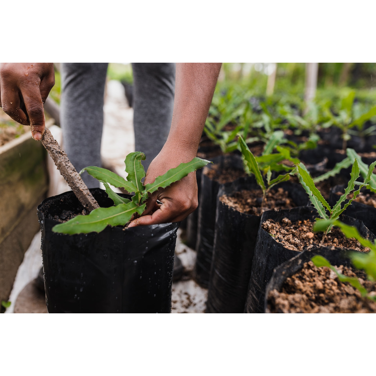 Arbochar -Enmienda con biochar para árboles- LivingChar 1000L_2