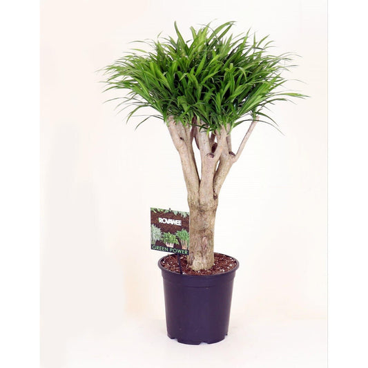 Dracena Anita Tronco M24 60cm_0