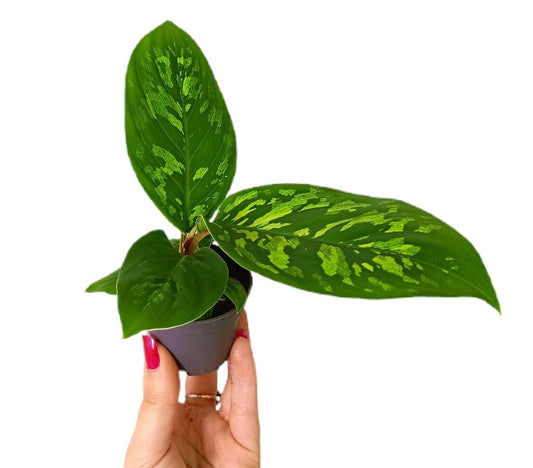 Homalomena Camuflaje M6_0