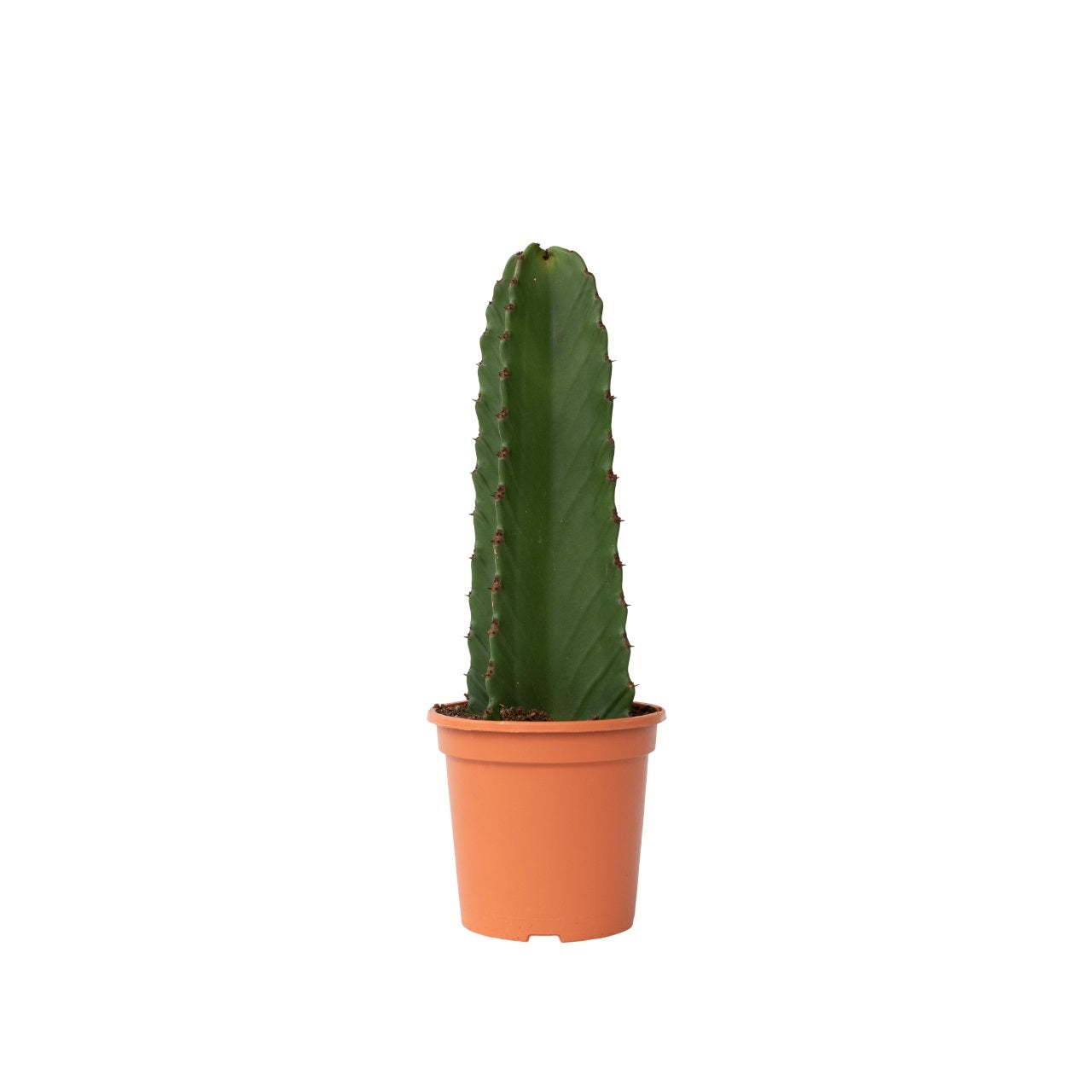Euforbia Candelabro - Euphorbia Ingens - Altura 40-50cm - ⌀18cm_0