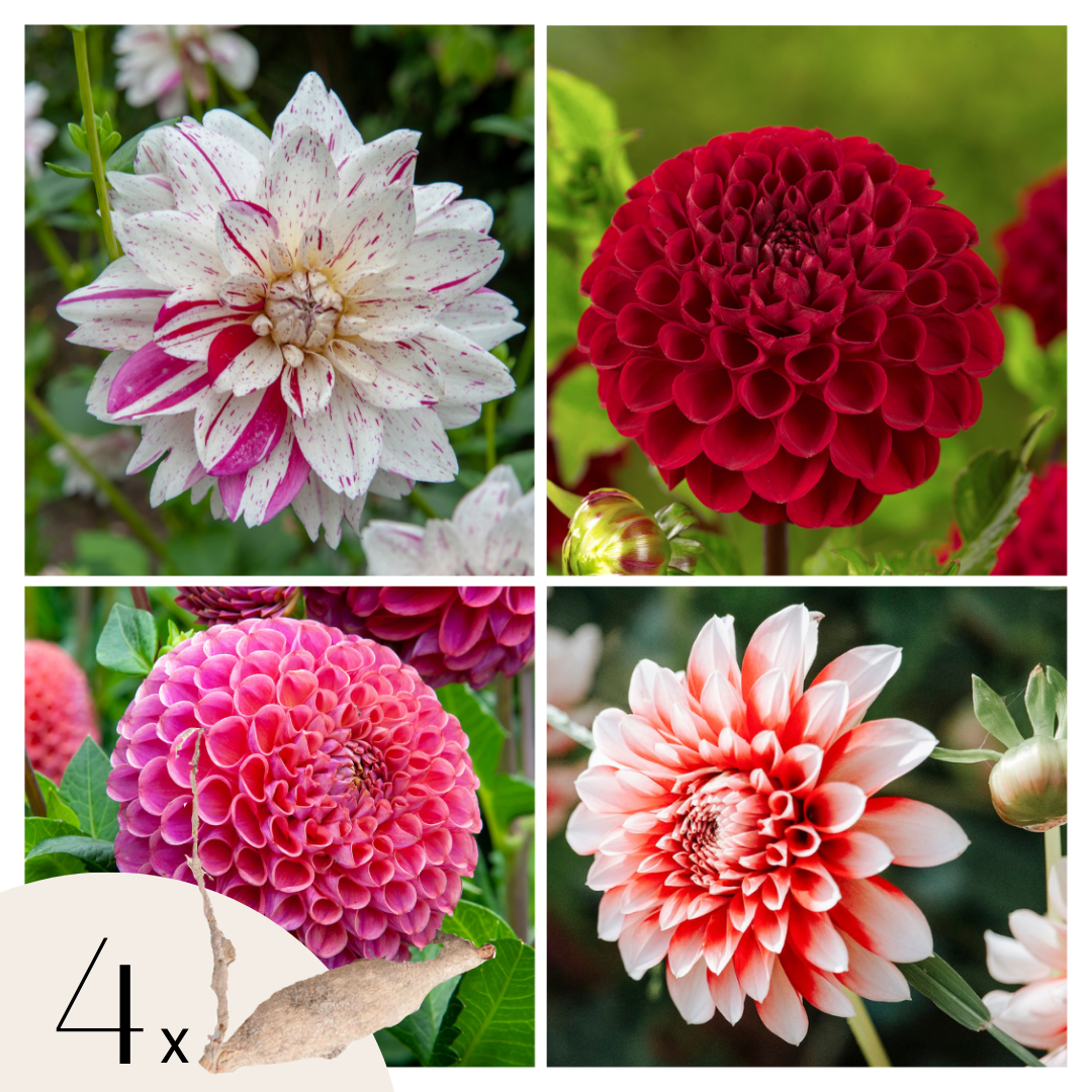 Tubérculos De Dalia - 4 Pzs - Dahlia 'bouqet Sunset'_0