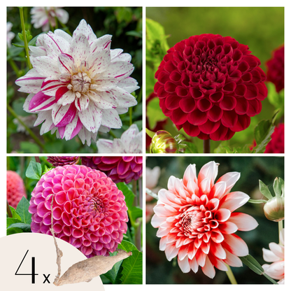 Tubérculos De Dalia - 4 Pzs - Dahlia 'bouqet Sunset'_0