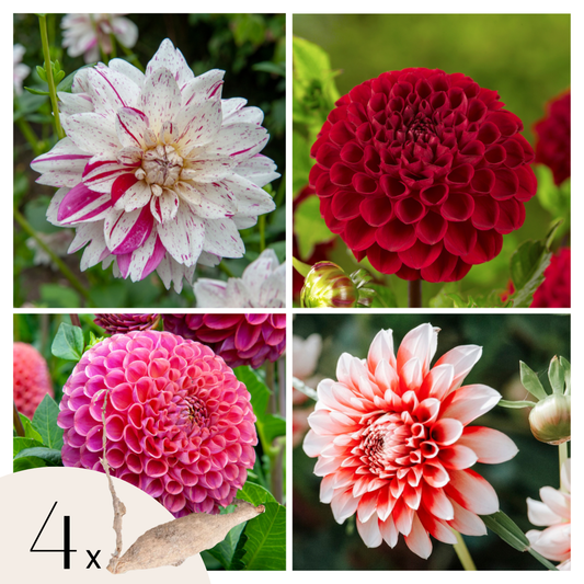 Tubérculos De Dalia - 4 Pzs - Dahlia 'bouqet Sunset'_0