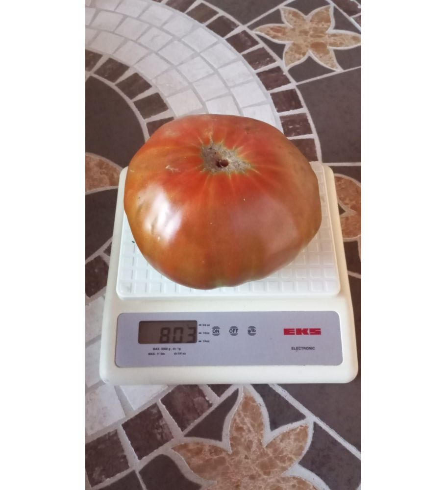 Plantón Tomate Goliat (10 Unidades)_1