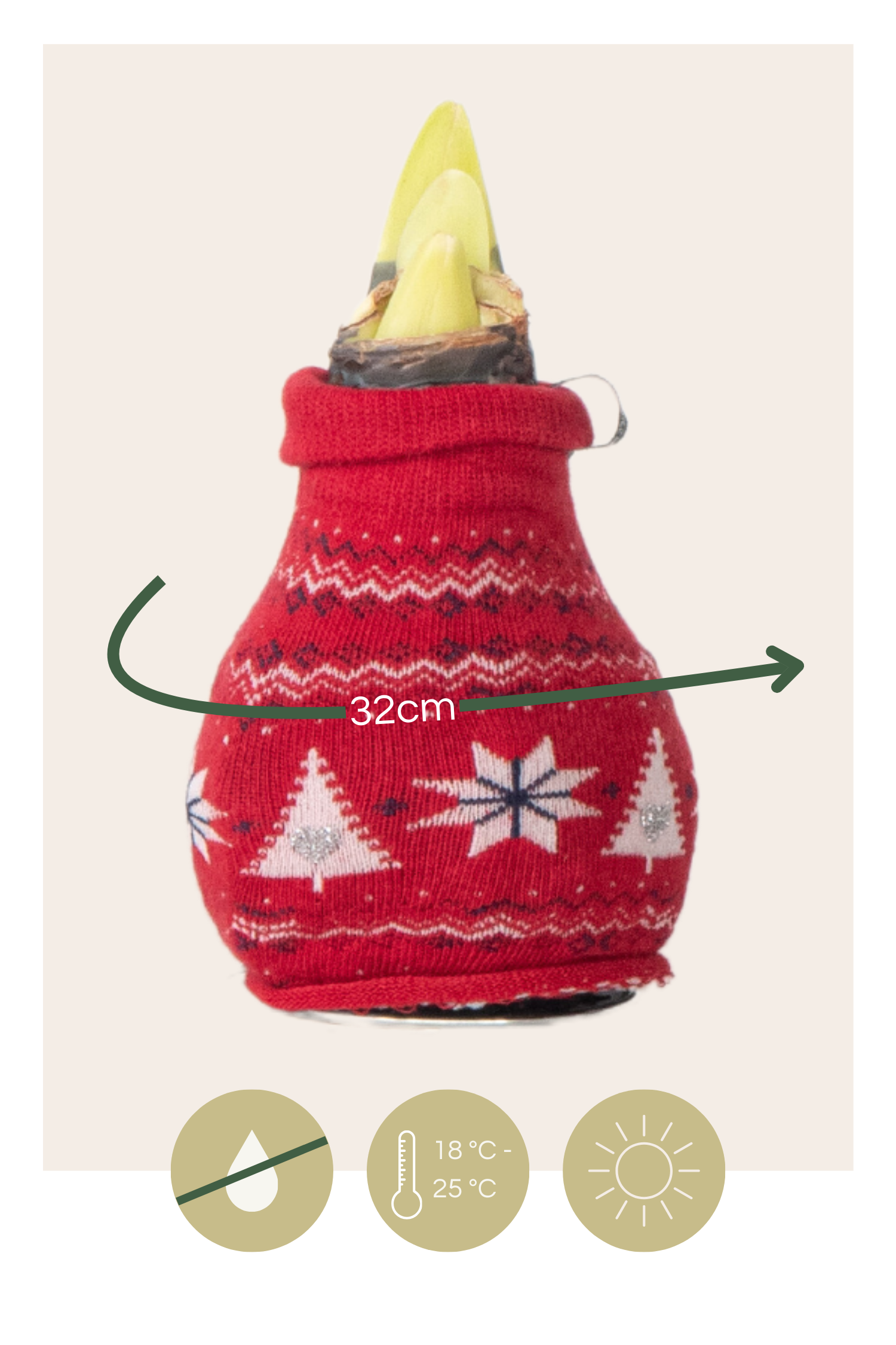 Amarilis - 3 Pzs - Hippeastrum 'christmas Sweater' - Bulbo De Flor - Rojo_2